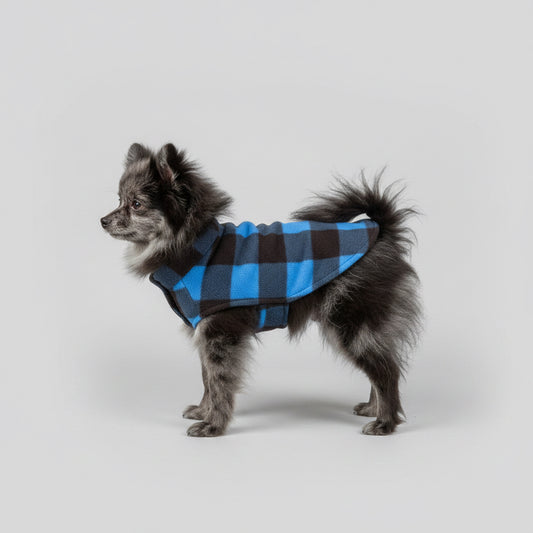Small dog wearing a blue checkered coat standing on a wooden floor.