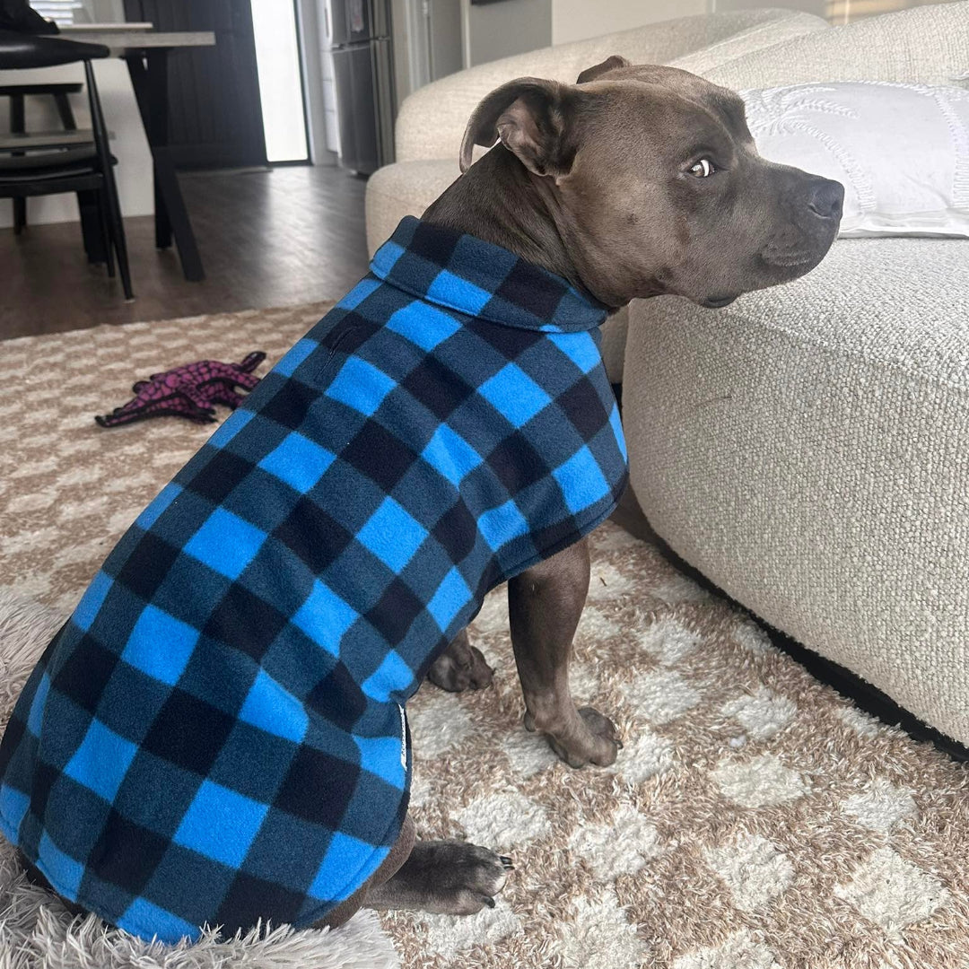 Dog wearing a blue and black checkered shirt in a living room.