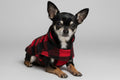 Small dog wearing a red and black checkered coat in a pet carrier with a colorful bag in the background.