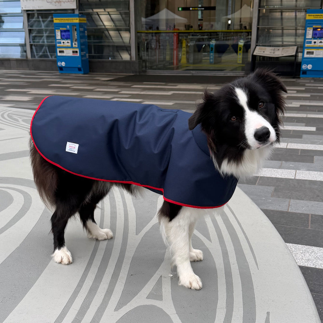Dog wearing a blue coat standing on a patterned floor in an indoor setting