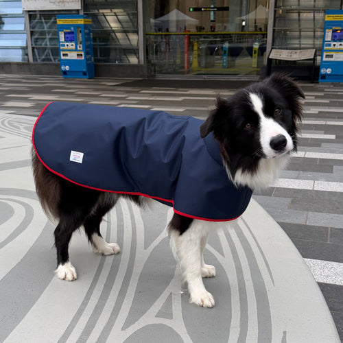 Dog wearing a blue coat standing on a patterned floor in an indoor setting