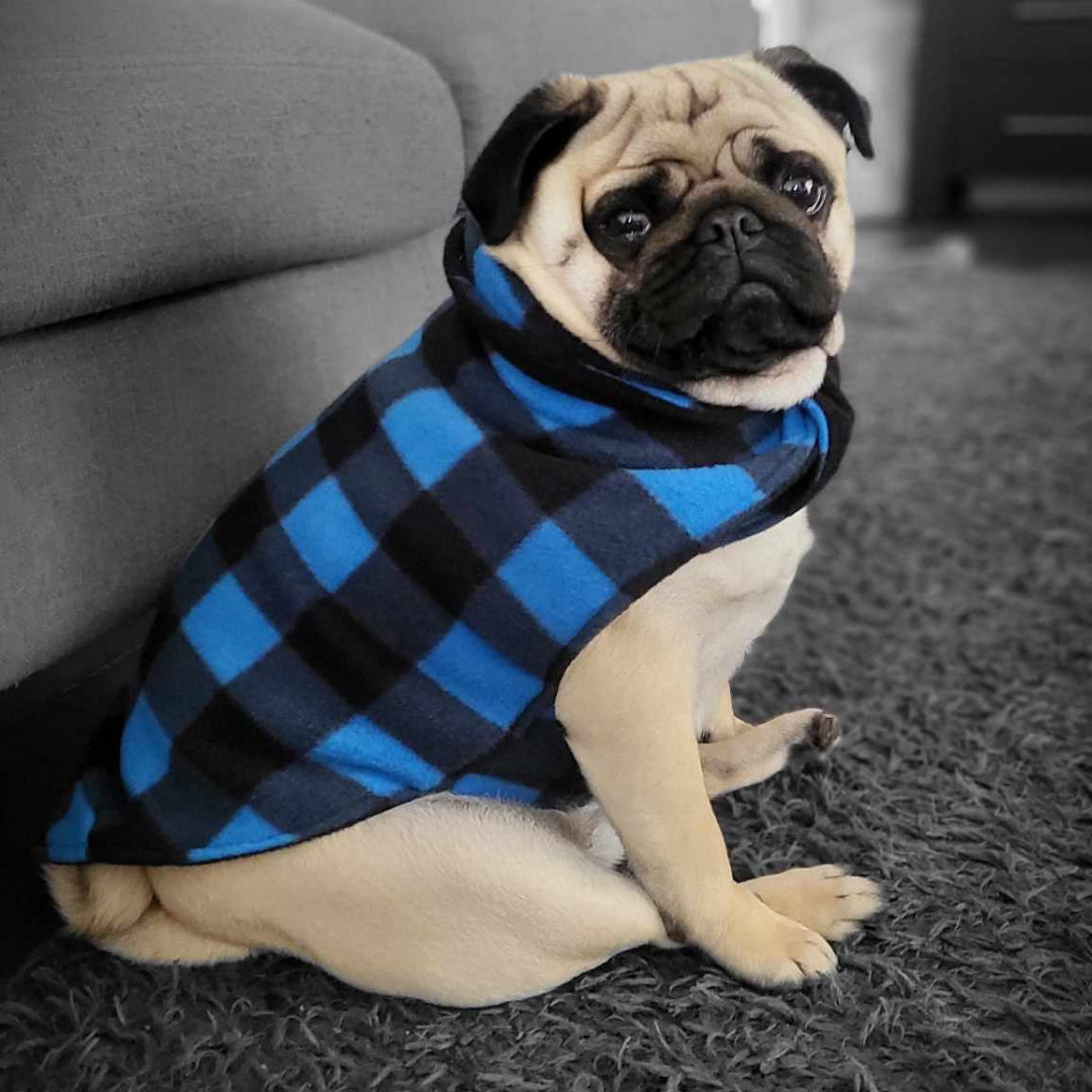 Pug wearing a blue and black checkered sweater sitting on a carpeted floor.