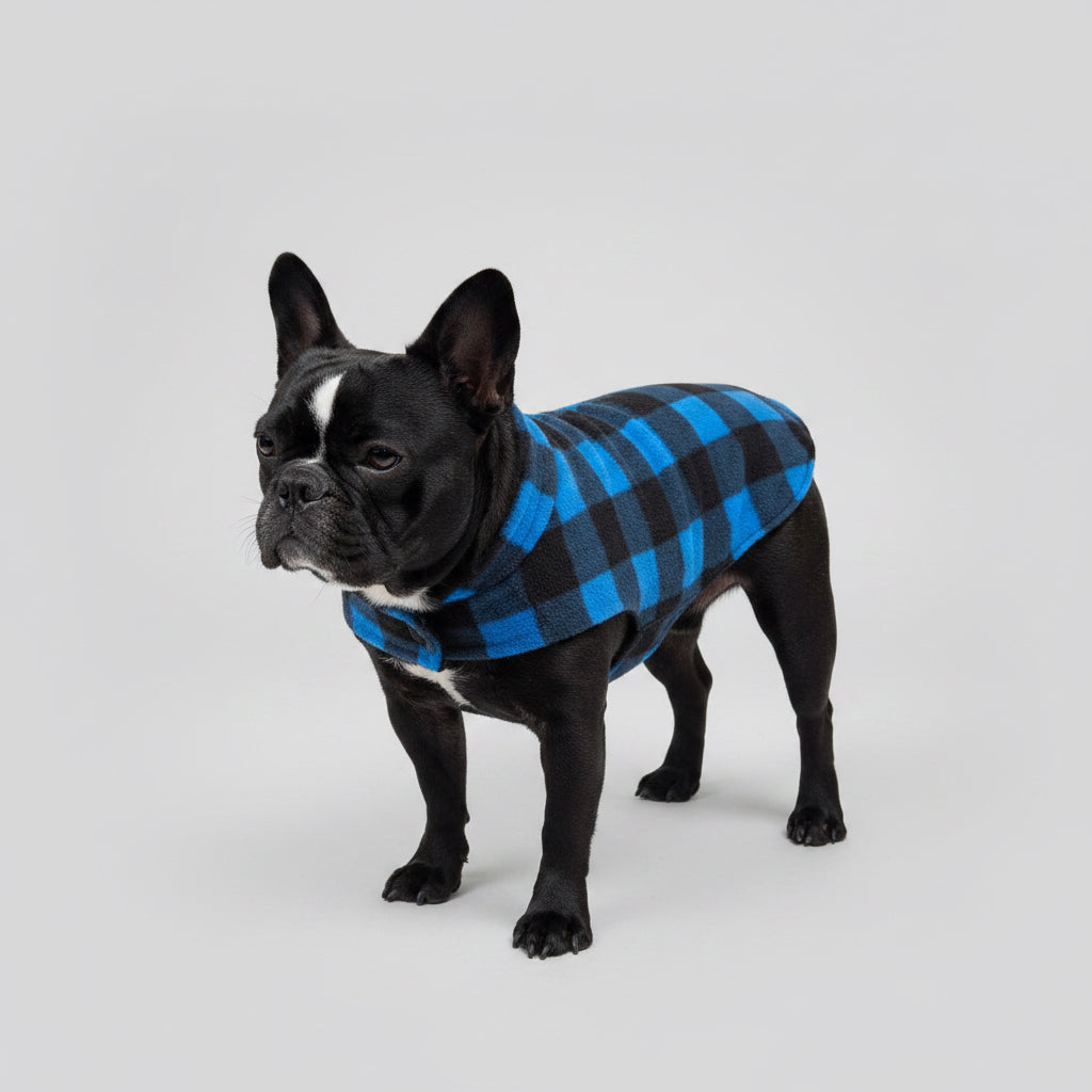 Black dog wearing a blue and black checkered coat on a leash.