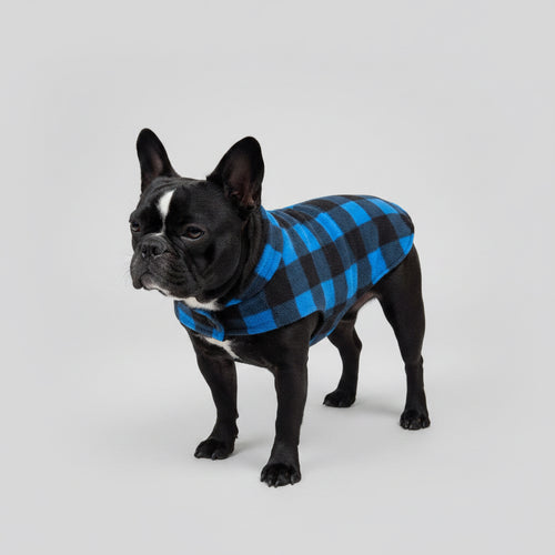 Black dog wearing a blue and black checkered coat on a leash.