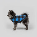 Small dog wearing a blue checkered coat standing on a wooden floor.