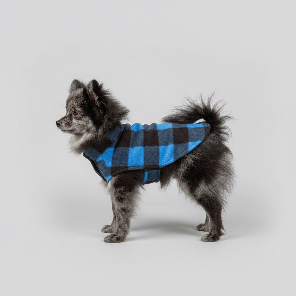 Small dog wearing a blue checkered coat standing on a wooden floor.