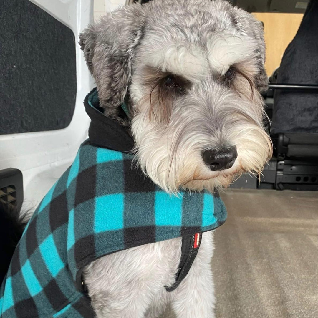 Dog wearing a blue and black checkered coat inside a vehicle.